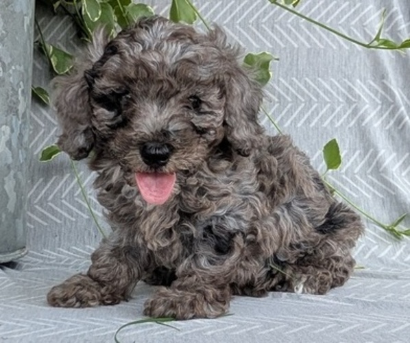 Medium Photo #41 Poodle (Toy) Puppy For Sale in GOSHEN, IN, USA