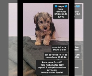Yorkipoo Puppy for sale in TUCSON, AZ, USA