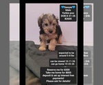 Sawyer - Male Yorkipoo Puppy for Sale - Small photo