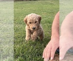 Small Photo #10 Goldendoodle Puppy For Sale in UNION POINT, GA, USA