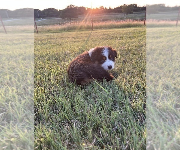 Medium Photo #5 Australian Shepherd Puppy For Sale in ADA, OK, USA