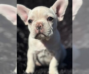 Faux Frenchbo Bulldog-French Bulldog Mix Puppy for sale in MOUNDRIDGE, KS, USA
