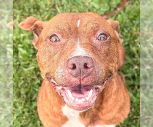 Mutt Dogs for adoption in Jefferson, WI, USA