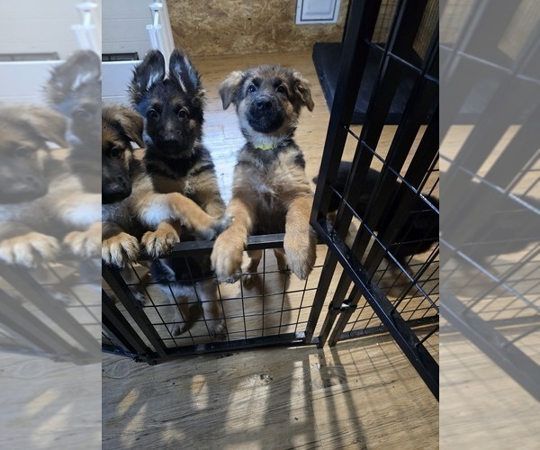 Medium Photo #9 German Shepherd Dog Puppy For Sale in LA FAYETTE, NY, USA