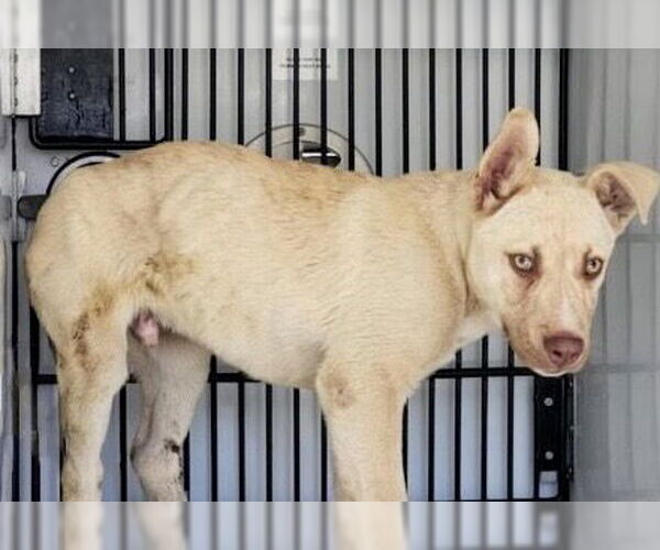 Medium Photo #1 German Shepherd Dog-Unknown Mix Puppy For Sale in Houston, TX, USA