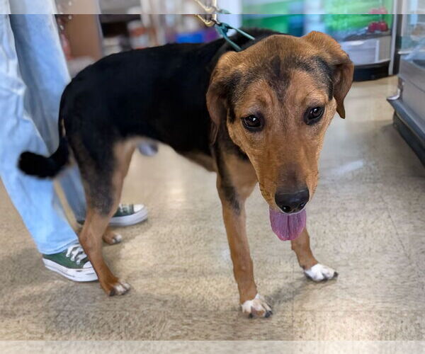 Medium Photo #7 German Shepherd Dog-Unknown Mix Puppy For Sale in Rustburg, VA, USA