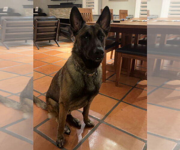 Medium Photo #1 Mutt Puppy For Sale in Dana Point, CA, USA