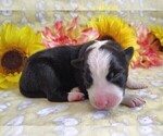 Small #20 Border Collie
