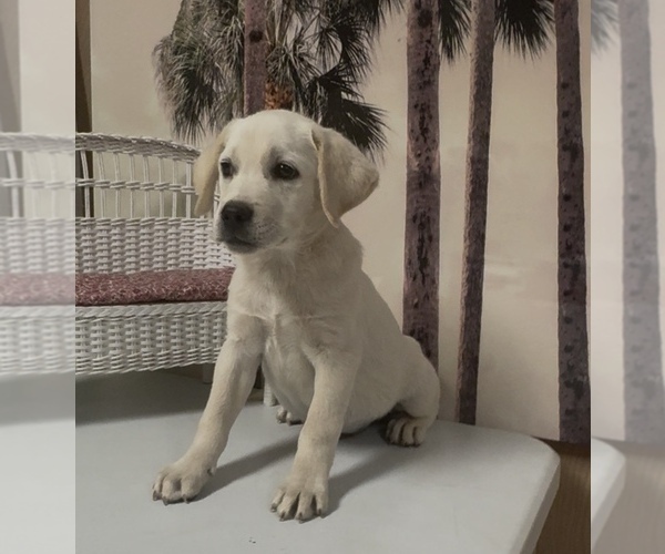 Medium Photo #3 Labrador Retriever Puppy For Sale in SPRINGFIELD, MO, USA