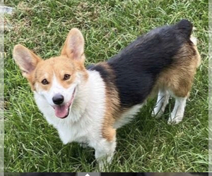 Father of the Pembroke Welsh Corgi puppies born on 08/31/2022