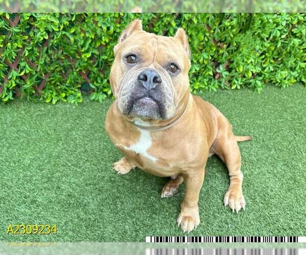 Medium Photo #1 Bulldog Puppy For Sale in West Palm Beach, FL, USA