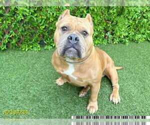 Medium Bulldog