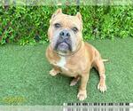 Small Bulldog