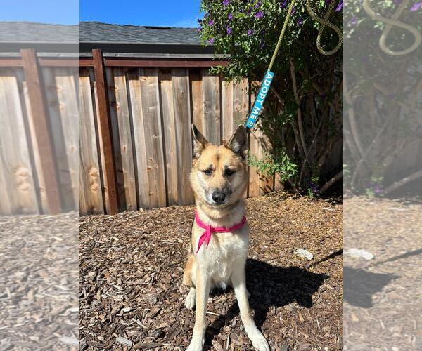 Medium Photo #5 Siberian Husky Puppy For Sale in Salinas, CA, USA