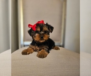 Yorkshire Terrier Puppy for sale in INDIANAPOLIS, IN, USA
