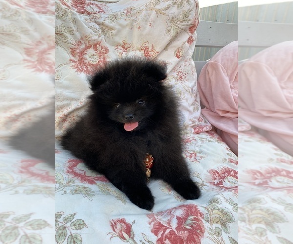 Medium Photo #2 Pomeranian Puppy For Sale in Chisinau, Chisinau Municipality, Moldova