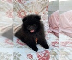 Small #1 Pomeranian