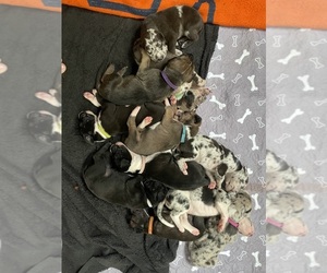 Great Dane Litter for sale in PRATTVILLE, AL, USA