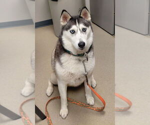Siberian Husky Dogs for adoption in South Bend, IN, USA