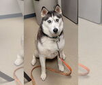 Small Siberian Husky