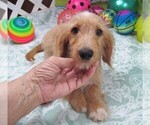 Small #2 Chiweenie-Poodle (Toy) Mix