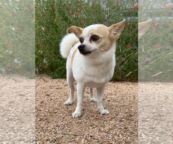 Medium Photo #2 Chihuahua-Unknown Mix Puppy For Sale in PIPE CREEK, TX, USA