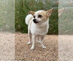 Small #1 Chihuahua Mix