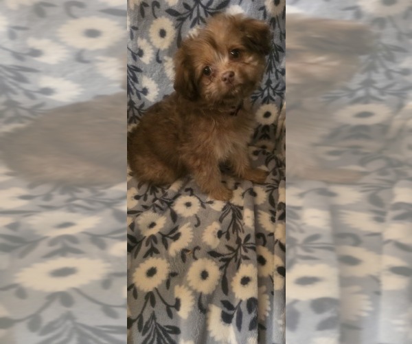 Medium Photo #4 Maltese-Maltipom Mix Puppy For Sale in HUDSON, MA, USA