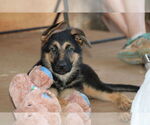 Small #1 German Shepherd Dog