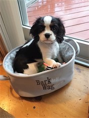 Cavalier King Charles Spaniel Puppy for sale in MEREDITH, NH, USA