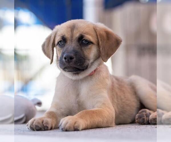 Medium Photo #3 Chihuahua-Unknown Mix Puppy For Sale in San Diego, CA, USA