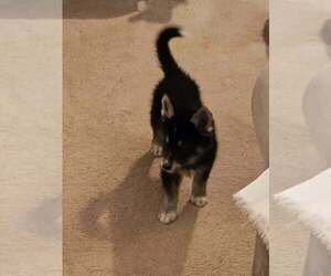 Gerberian Shepsky Puppy for sale in EDMORE, MI, USA