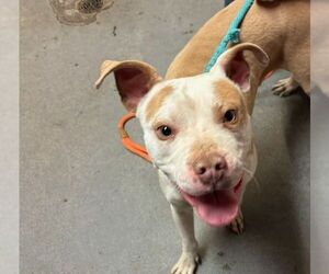 American Pit Bull Terrier-Unknown Mix Dogs for adoption in Las Vegas, NM, USA