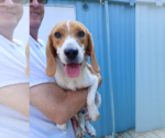 Small #4 Beagle
