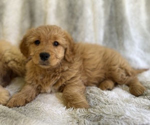 Golden Retriever-Poodle (Toy) Mix Puppy for sale in GRESHAM, OR, USA