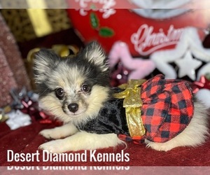 Pomeranian Puppy for sale in HI VISTA, CA, USA