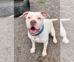 Mutt Dogs for adoption in Webster, WI, USA