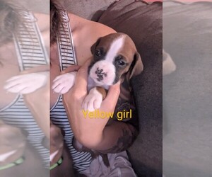Boxer Puppy for sale in MOREHEAD, KY, USA