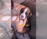 Small Boxer