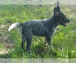 Small Photo #9 Australian Cattle Dog Puppy For Sale in SYLMAR, CA, USA