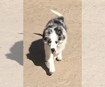Small #25 Shetland Sheepdog