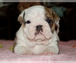 Small Photo #1 English Bulldog Puppy For Sale in NORCO, CA, USA