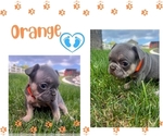 Small Photo #6 French Bulldog Puppy For Sale in HERRIMAN, UT, USA