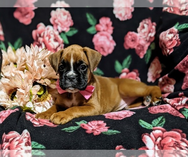 Medium Photo #5 Boxer Puppy For Sale in QUARRYVILLE, PA, USA