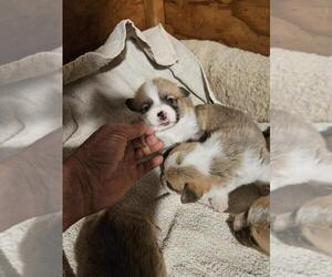 Pembroke Welsh Corgi Puppy for sale in EASTVALE, CA, USA