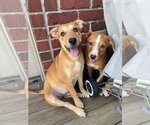 Small Photo #3 Labrador Retriever-Unknown Mix Puppy For Sale in Germantown, OH, USA