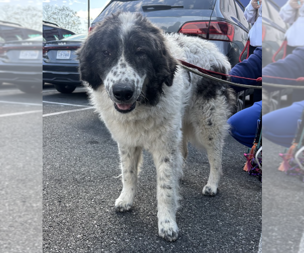 Medium Photo #1 Great Pyrenees-Unknown Mix Puppy For Sale in Brooklyn, NY, USA