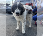 Small Great Pyrenees Mix