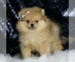 Small #3 Pomeranian