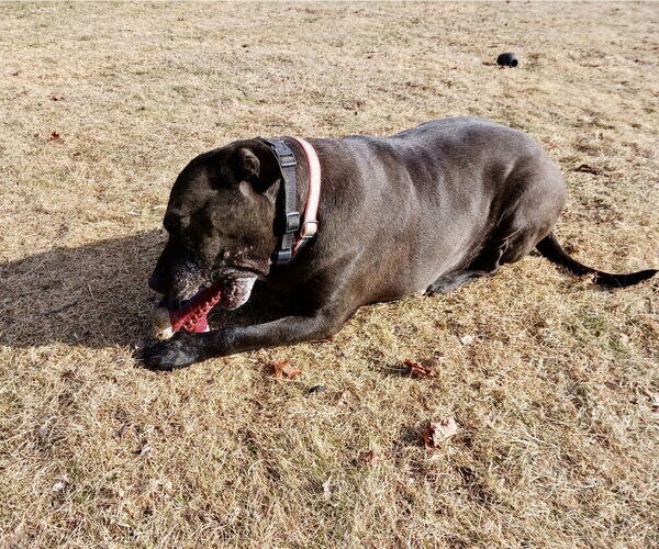Medium Photo #24 American Staffordshire Terrier-Labrador Retriever Mix Puppy For Sale in Brewster, NY, USA